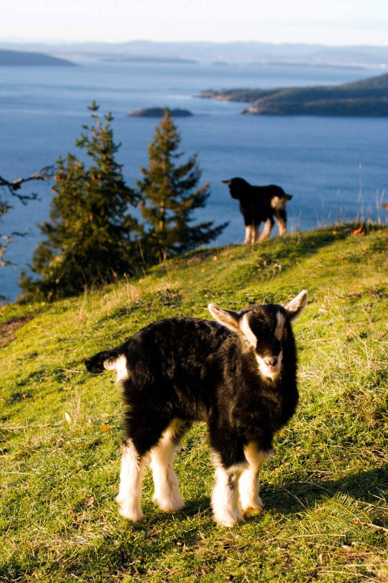 Photo Gallery Saturna Island Tourism Association Photo Gallery Saturna Island Tourism Association